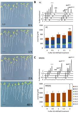 Inter-Organellar Effects of Defective ER-localized Linolenic Acid Formation on Thylakoid Lipid Composition and Xanthophyll-Cycle Pigment De-epoxidation in the Arabidopsis fad3 mutant