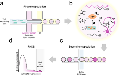Ultrahigh throughput evolution of tryptophan synthase in droplets via an aptamer-biosensor