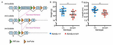 Growth retardation in a mouse model of Kabuki syndrome 2 bears mechanistic similarities to Kabuki syndrome 1