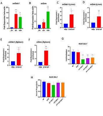 Salmonella Typhimurium employ spermidine to exert protection against ROS-mediated cytotoxicity and rewires host polyamine metabolism to ameliorate its survival in macrophages