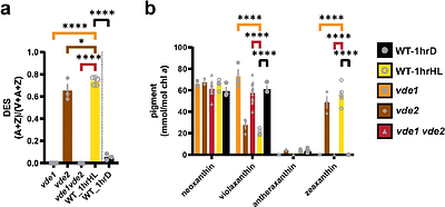 Chlorophyll to Zeaxanthin Energy Transfer in Non-Photochemical Quenching: An Exciton Annihilation-free Transient Absorption Study