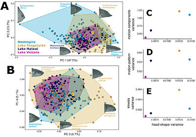 Replicated Functional Evolution in Cichlid Adaptive Radiations