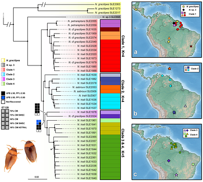 A shallow-scale phylogenomics approach reveals parallel patterns of diversification among sympatric populations of cryptic Neotropical aquatic beetles (Coleoptera: Noteridae)