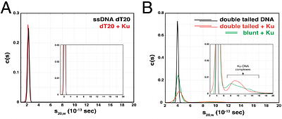 Mycobacterium tuberculosis Ku stimulates multi-round DNA unwinding by UvrD1 monomers