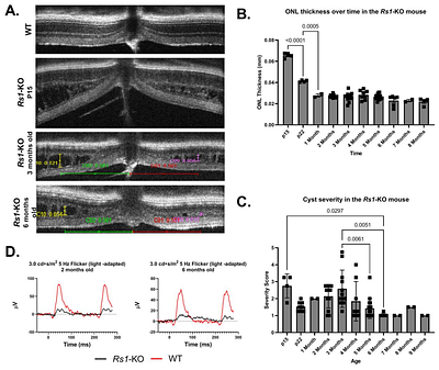An osmolarity dependent mechanism partially ameliorates retinal cysts and rescues cone function in a mouse model of X-linked Retinoschisis.