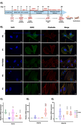 Molecular and metabolomic characterization of hiPSC-derived cardiac fibroblasts transitioning to myofibroblasts