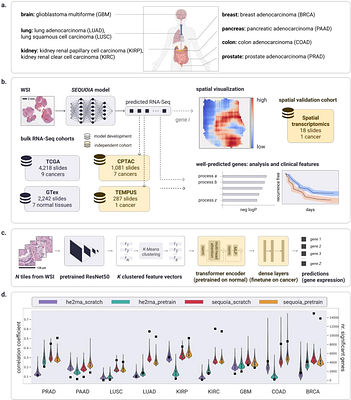 Digital profiling of cancer transcriptomes from histology images with grouped vision attention