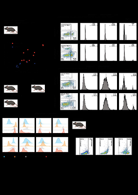 Circulating senescent myeloid cells drive blood brain barrier breakdown and neurodegeneration