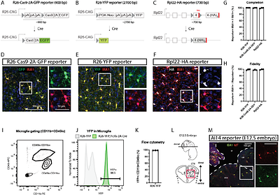 Transgenic Targeting of Fcrls Creates a Highly Efficient Constitutively Active Microglia Cre Line with Differentiated Specificity
