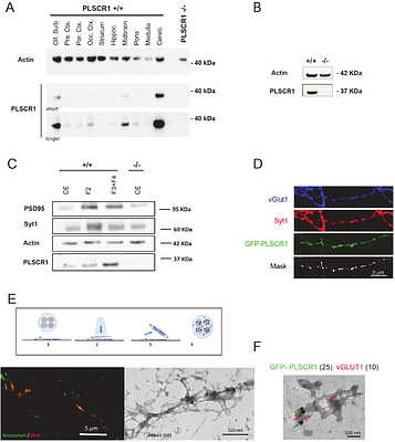 Phospholipid Scramblase-1 is required for efficient neurotransmission and synaptic vesicle retrieval at cerebellar synapses