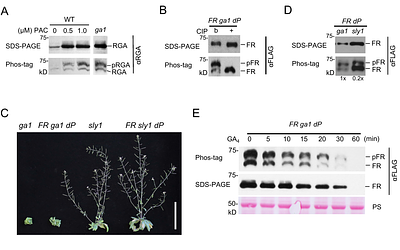 Phosphorylation Promotes DELLA Activity by Enhancing Its Binding to Histone H2A at Target Chromatin in Arabidopsis