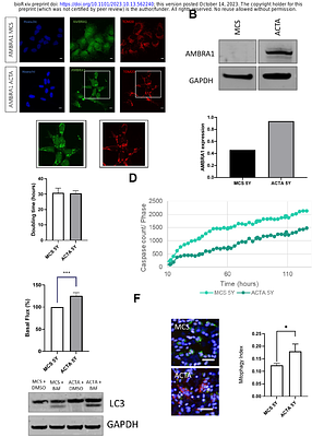 Disrupting the interaction between AMBRA1 and DLC1 is a promising therapeutic strategy for neurodegeneration that prevents apoptosis while enhancing autophagy and mitophagy