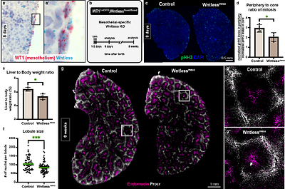 Liver size is predetermined in the neonate by adding lobules at the periphery