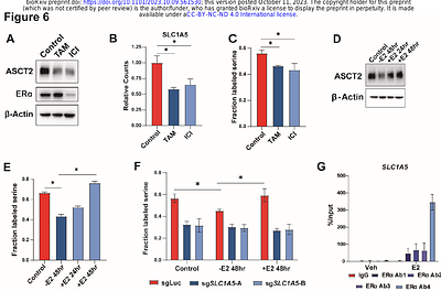 ASCT2 is the primary serine transporter in cancer cells