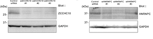 NEDD4-binding protein 1 suppresses HBV replication by degrading pgRNA