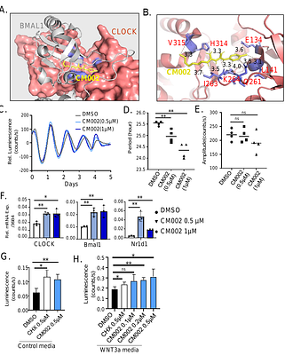 Anti-adipogenic properties of clock activator chlorhexidine and a new derivative