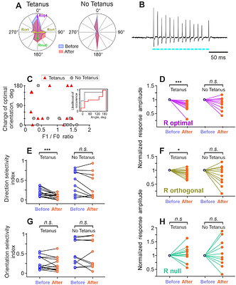 PLASTICITY OF RESPONSE PROPERTIES OF MOUSE VISUAL CORTEX NEURONS INDUCED BY OPTOGENETIC TETANIZATION IN VIVO