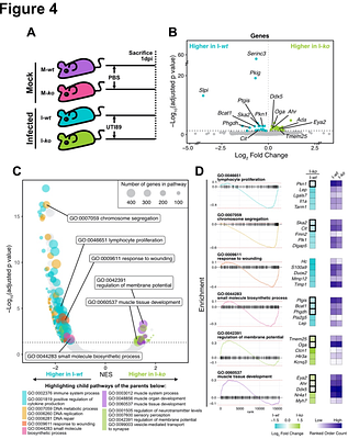 Secretory Leukocyte Protease Inhibitor Protects Against Severe Urinary Tract Infection in Mice