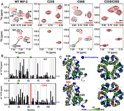 Allosteric Modulation of MIF-2 Structure, Catalysis, and Biological Signaling via Cysteine Residues and a Small Molecule, Ebselen