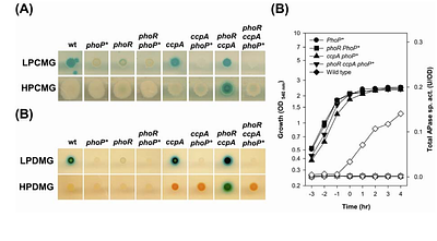 Phosphorylation of a bacterial response regulator by noncognate kinase links carbon catabolite repression to phosphate starvation response