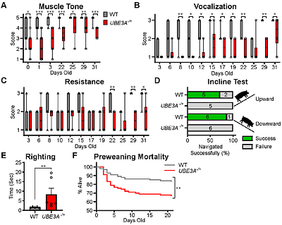 A preclinical pig model of Angelman syndrome mirrors the early developmental trajectory of the human condition