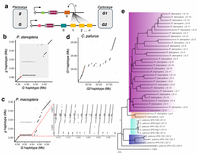 Allelic turnover and dominance reversal at a single-gene balanced polymorphism controlling heterodichogamous flowering in wingnuts (Juglandaceae)