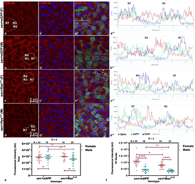 Sex specific systemic effects of sev-Gal4 driven activated Ras expression mediated through hnRNPs in Drosophila