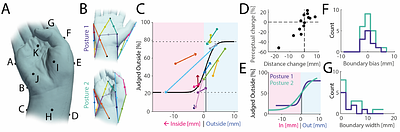 Can we tell where our bodies end and the world begins? Evidence for precise three dimensional internal body models
