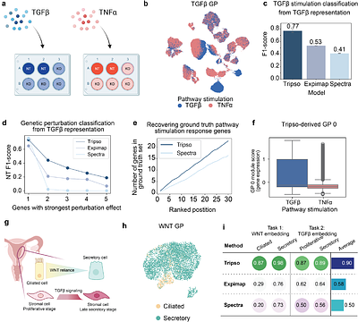 Self-supervised learning for a gene program-centric view of cell states