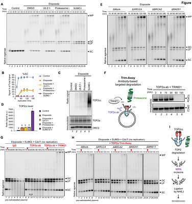 ZATT/ZNF451 promotes release of stalled TOP2 cleavage complexes