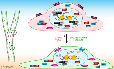 DOT1L-AF10-mediated H3K79me3 promotes NF-kB p65-dependent inflammatory activation in endothelial cells