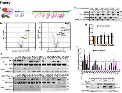 Dysfunction of a SET3-like complex underlies a family of related neurological disorders
