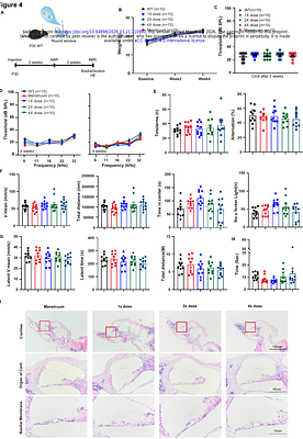 In vivo-directed evolution identifies AAV-WM04 as a next-generation vector for potent and durable hearing restoration in DFNB9