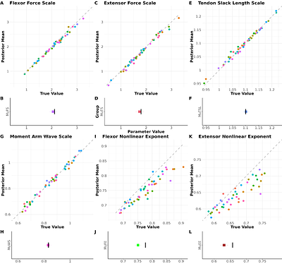 Estimating Muscle Parameters via Hierarchical Bayesian Inference
