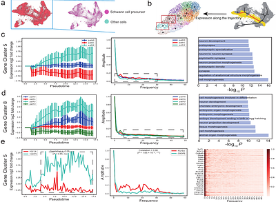 scGeneRythm: Using Neural Networks and Fourier Transformation to Cluster Genes by Time-Frequency Patterns in Single-Cell Data