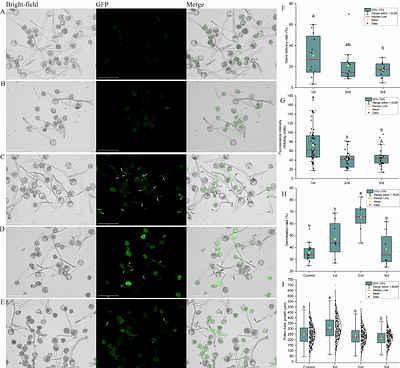 Simple, fast, low-cost method to produce transgenic pollen
