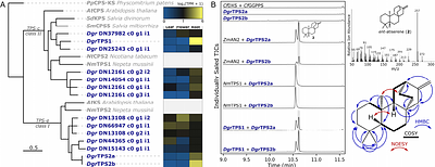 Entry Steps in the Biosynthetic Pathway to DiterpenoidAlkaloids in Delphinium grandiflorum and Aconitum plicatum