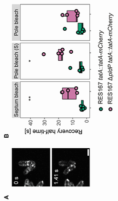 The ParA-like ATPase PldP influences the TatA dynamics in Corynebacterium glutamicum