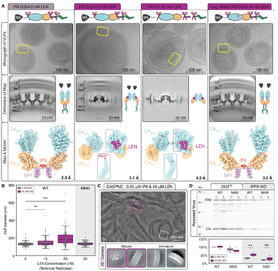 Lenacapavir prevents production of infectious HIV-1 by abrogating immature virus assembly.