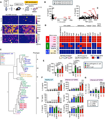 Immune phenotype-guided identification of disease-associated pathobionts in Crohn's disease