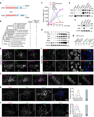 Distinct functions of the kinesin-9 family in mammalian motile cilia