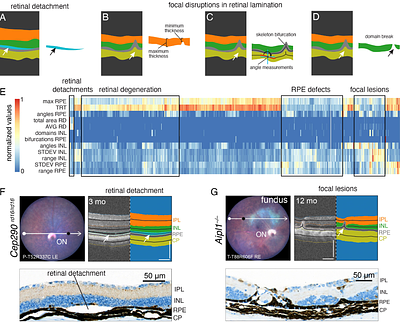Crop-OCT: a Fully Integrated Imageomics Pipeline to Identify Regional and Focal Retinopathy in Murine Models