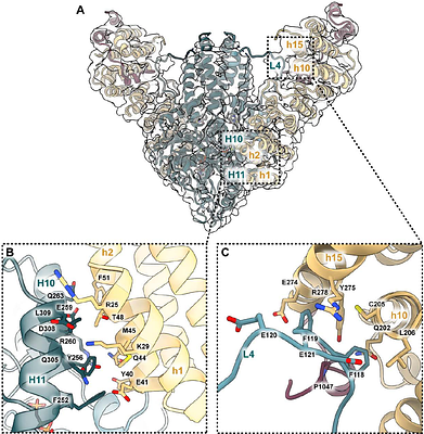 Retrograde trafficking inhibitors allosterically trap Get3 to block tail-anchored protein biogenesis