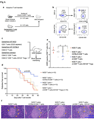 Donor-derived CD8+CD122+ Tregs generated in mixed donor chimeric NOD mice delete autoreactive T cells