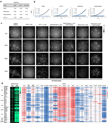 Enzyme activity as an actionable axis for small-molecule precision oncology