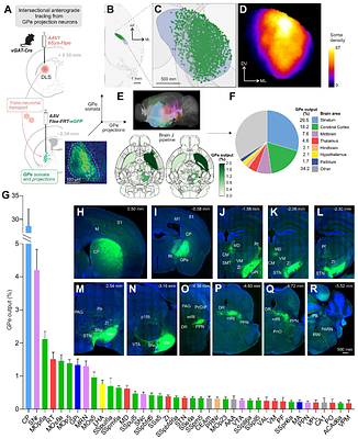 The External Globus Pallidus is a Basal Ganglia Output Hub with Action-Specific Circuits