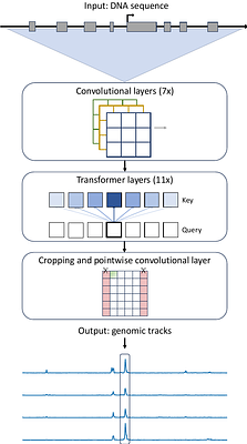REnformer, a single-cell ATAC-seq predicting model to investigate open chromatin sites