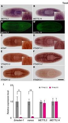 Contributions of m6A RNA methylation to germline development in the planarian Schmidtea mediterranea