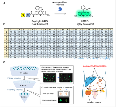 Topical Activatable Fluorescence Probes for Rapid Intraoperative Detection of Peritoneal Dissemination in High-Grade Serous Ovarian Carcinoma