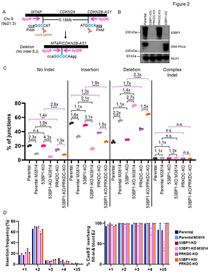 53BP1/RIF1 and DNA-PKcs show distinct genetic interactions with diverse chromosomal break repair outcomes.